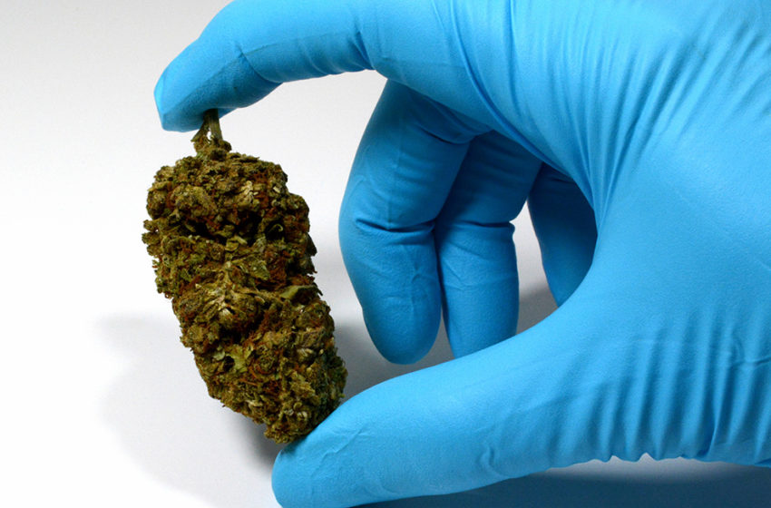 Mais dois estados estudam leis sobre a cannabis no Brasil