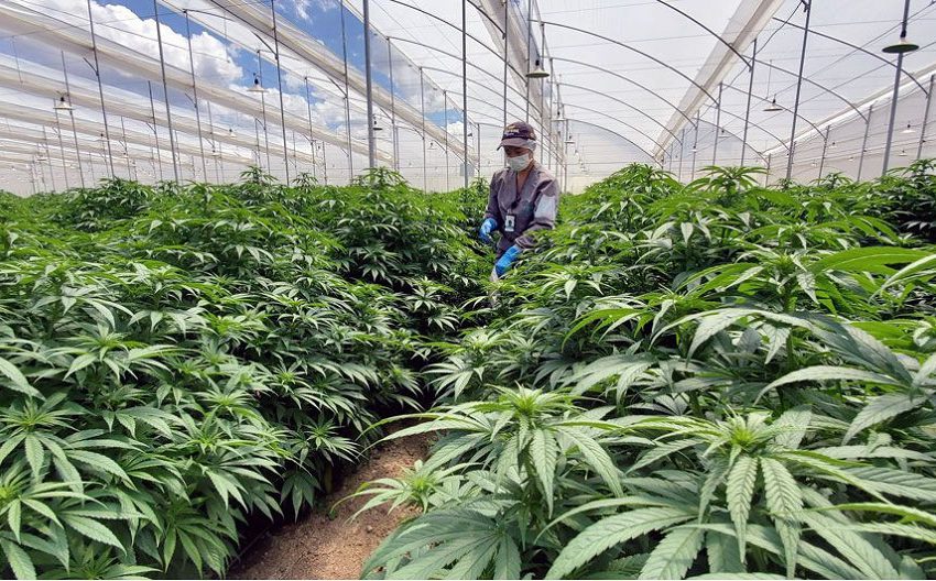 Colômbia ganha força no mercado de cannabis medicinal