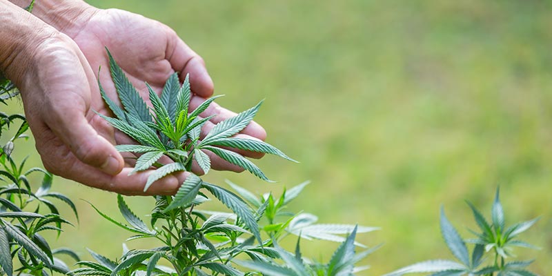 Notícias sobre Cannabis Medicinal e muito mais