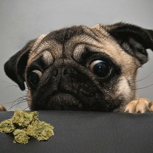  Cresce o número de ingestão de cannabis por pets