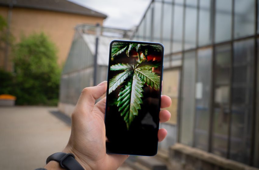 Sensores de celular podem detectar quando alguém fuma maconha, segundo estudo