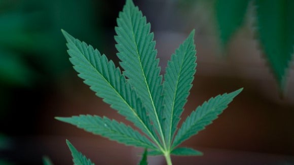  Nova Iorque permitirá em breve que pacientes de cannabis cultive suas próprias plantas