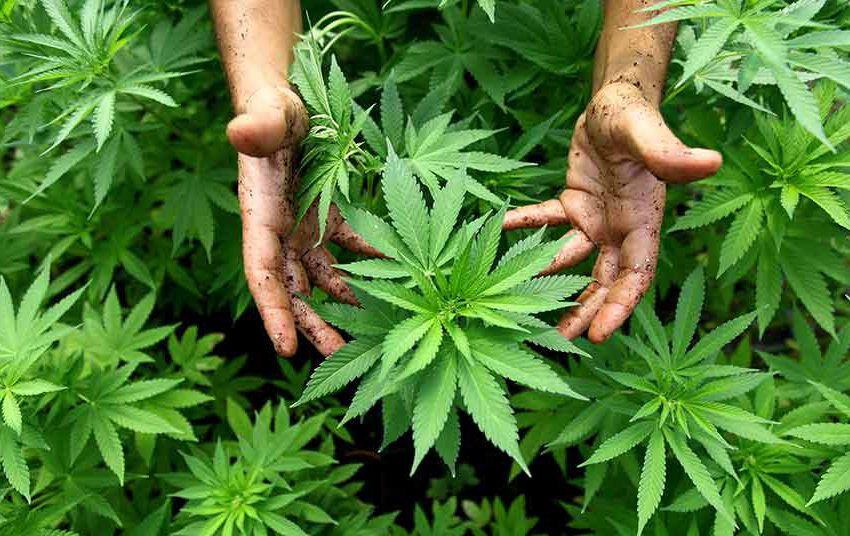 Cannabis ou maconha: o que te envergonha?