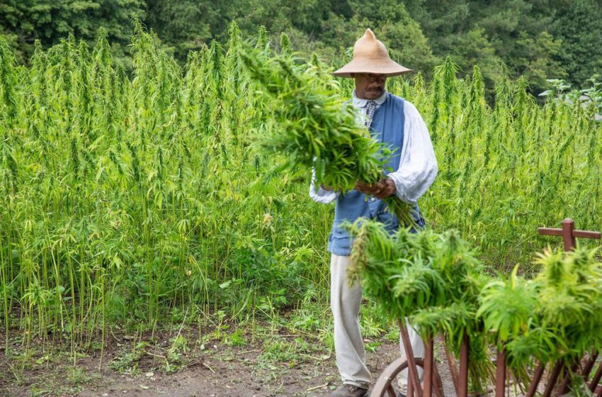China: um paradoxo entre produção e proibição