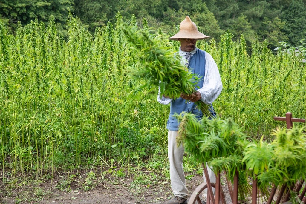 China: um paradoxo entre produção e proibição