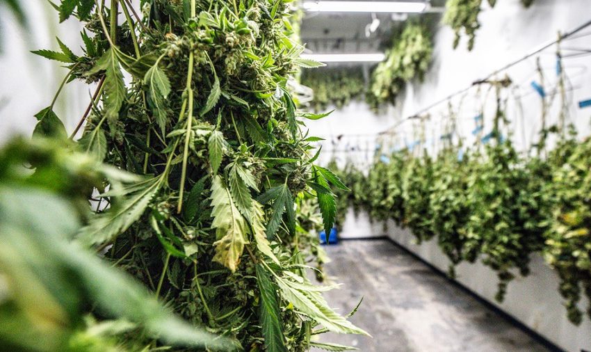 Primeiro cultivo de cannabis medicinal com carbono negativo do mundo pode ser construída no Reino Unido