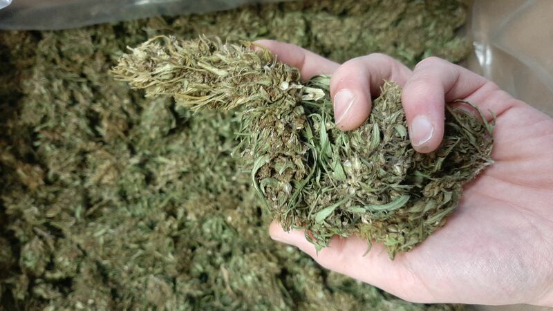  Empresa começa a explorar possibilidade de produzir biomassa de cannabis sem cultivar a planta
