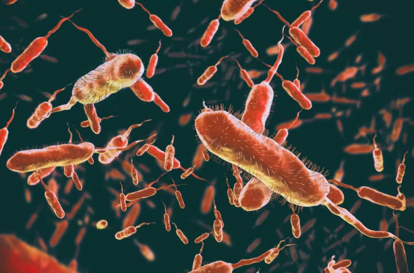  Cólera: O que é, Causas, Sintomas, Transmissão e Tratamentos
