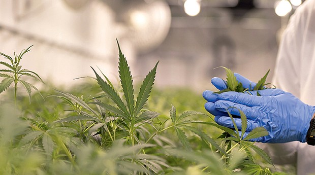  TJSP permite que farmácia manipule derivados da cannabis