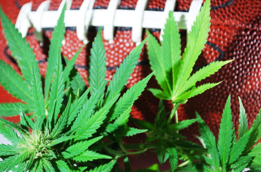  Cannabis e o rendimento esportivo