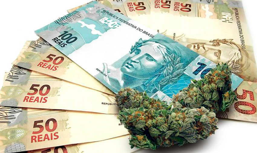 Cânhamo pode movimentar R$4,9 bilhões no Brasil, segundo levantamento
