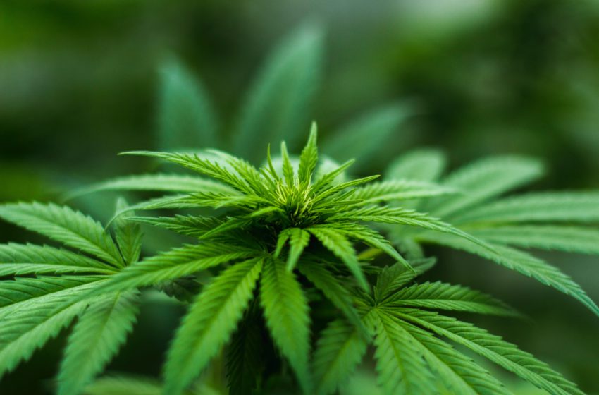  5 mitos sobre o uso medicinal da cannabis