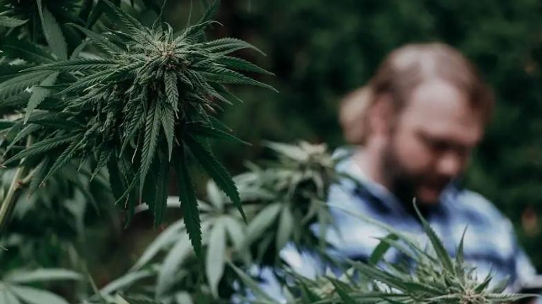  Indústria de cannabis criou mais de 420 mil empregos nos EUA
