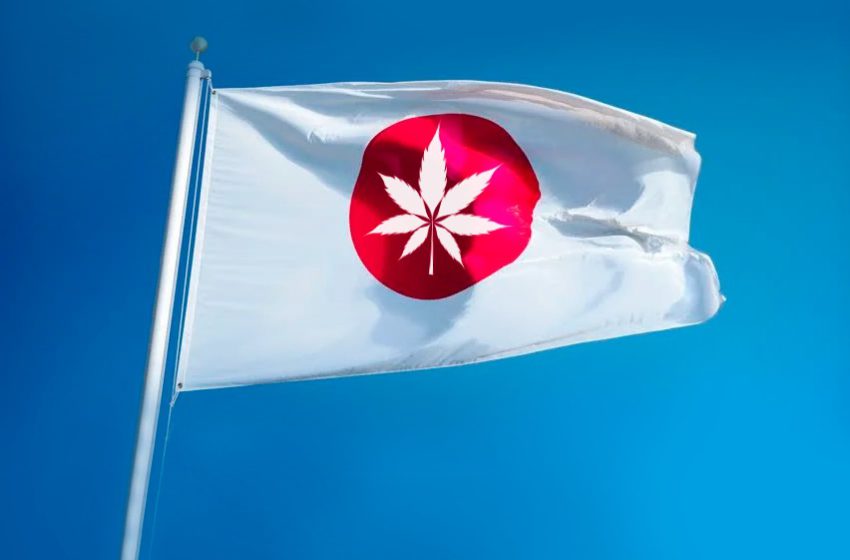  Uso medicinal da cannabis ganha força no Japão