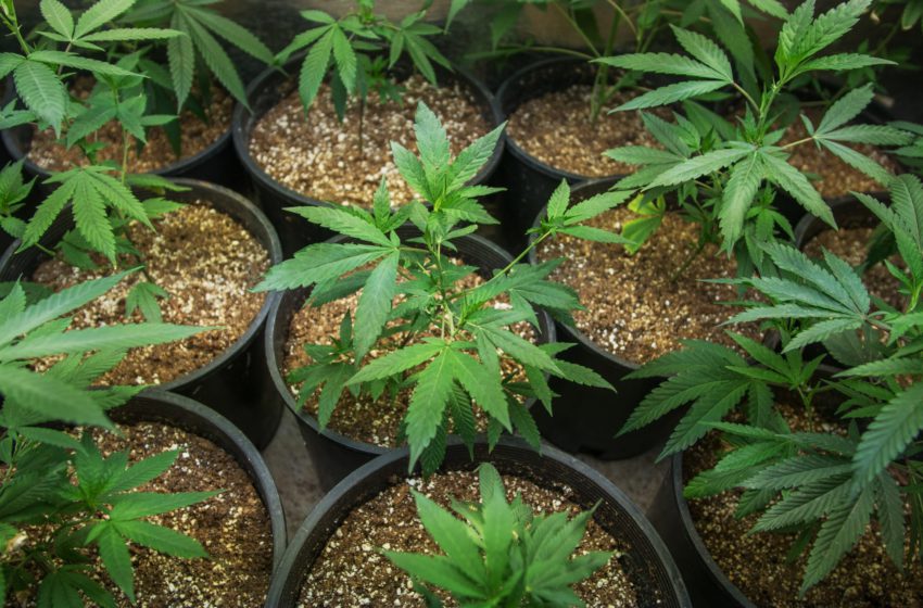  Cultivo de cannabis: Entenda como a decisão do STJ influência ações futuras