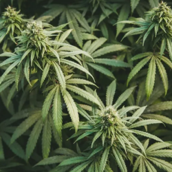 STJ vai fazer audiência pública sobre o cultivo de cannabis
Foto: Reprodução