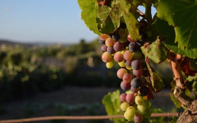 Como o cultivo de cânhamo melhorou a qualidade de vinhos
Foto: Freepik