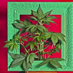 O ano de 2023 no mercado da cannabis medicinal: a expansão do setor
Foto: Freepik