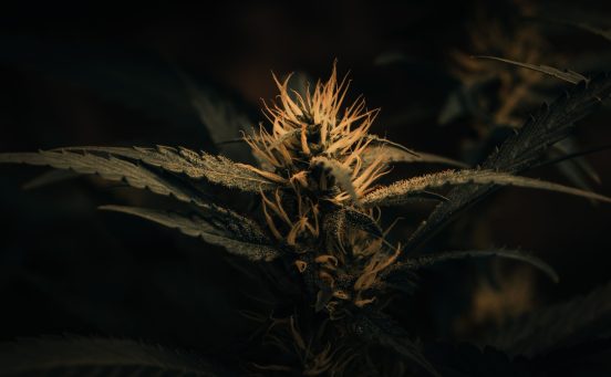dark-green-marijuana-flowers-and-leaves-marijuana-growing-in-marijuana-farmers-plant-farm-natural-marijuana-or-sativa-ganja-weed-green-herb-for-medical-use-scaled-1.jpg
