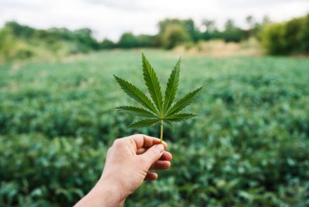 Marijuana leaf, cannabis on field background, beautiful background, outdoor cultivation