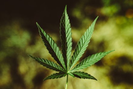 marijuana leaf medical indica sativa hybrid