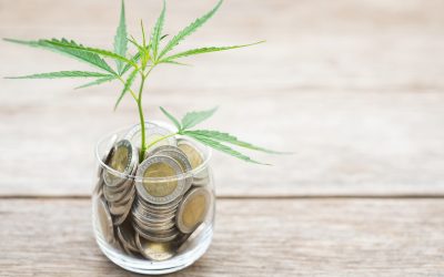 Close up leaf green fresh of marijuana tree in coin jar on wooden plank background, Growth and investment concept