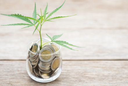 Close up leaf green fresh of marijuana tree in coin jar on wooden plank background, Growth and investment concept