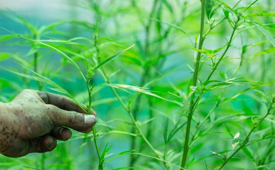 holding-a-farmer-holding-a-cannabis-leaf-scaled-1.jpg