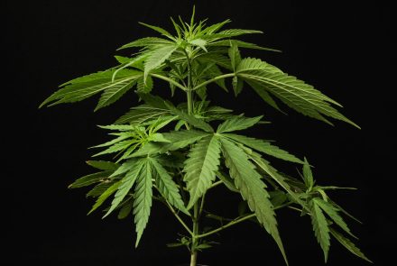 marijuana-scaled-1.jpg