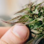 medical-cannabis-marijuana-plant