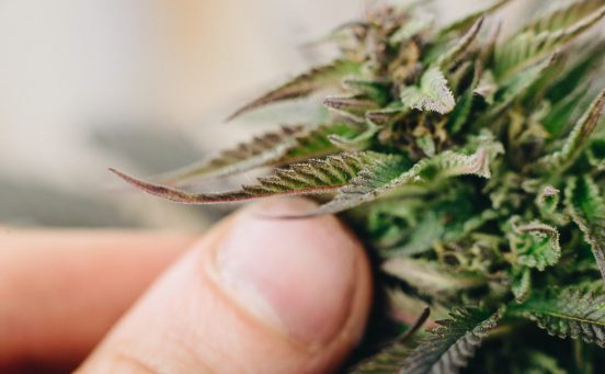 medical-cannabis-marijuana-plant