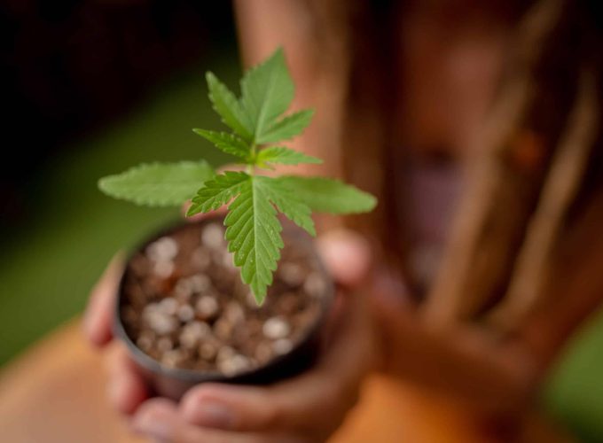 Unicamp cria método para analisar óleo de cannabis caseiro
Foto: Freepik