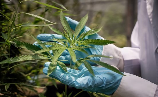 scientists-wearing-masks-glasses-and-gloves-use-laptops-to-examine-cannabis-plants-in-greenhouses-concept-of-alternative-herbal-medicine-pharmaceutical-industry-scaled-1.jpg